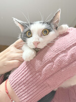 Собаки и кошки в добрые руки