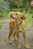 Собаки и кошки в добрые руки