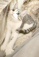 Собаки и кошки в добрые руки