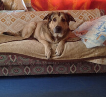 Собаки и кошки в добрые руки