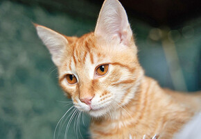 Собаки и кошки в добрые руки