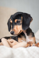 Собаки и кошки в добрые руки