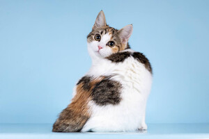 Собаки и кошки в добрые руки