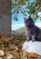 Собаки и кошки в добрые руки