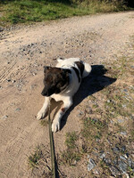 Собаки и кошки в добрые руки