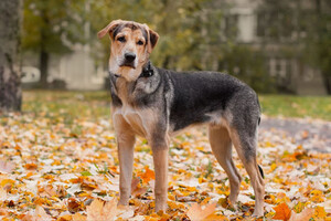 Собаки и кошки в добрые руки