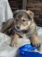 Собаки и кошки в добрые руки