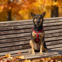 Собаки и кошки в добрые руки