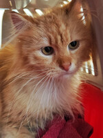 Собаки и кошки в добрые руки