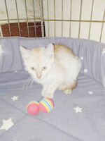 Собаки и кошки в добрые руки