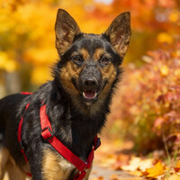 Собаки и кошки в добрые руки