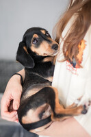 Собаки и кошки в добрые руки