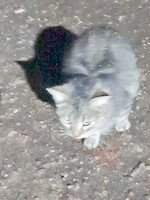 Собаки и кошки в добрые руки