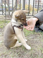 Собаки и кошки в добрые руки