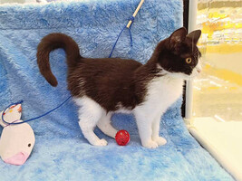 Собаки и кошки в добрые руки