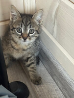 Собаки и кошки в добрые руки