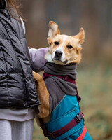 Собаки и кошки в добрые руки