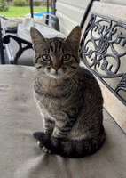 Собаки и кошки в добрые руки