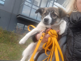 Собаки и кошки в добрые руки