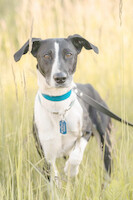 Собаки и кошки в добрые руки