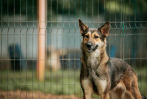 Собаки и кошки в добрые руки
