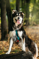 Собаки и кошки в добрые руки