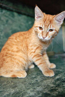 Собаки и кошки в добрые руки