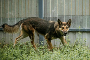Собаки и кошки в добрые руки