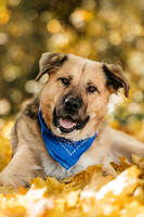 Собаки и кошки в добрые руки