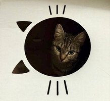 Собаки и кошки в добрые руки