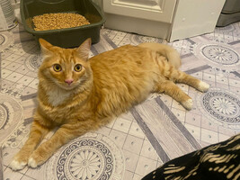 Собаки и кошки в добрые руки