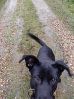 Собаки и кошки в добрые руки