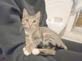 Собаки и кошки в добрые руки