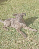 Собаки и кошки в добрые руки