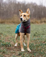 Собаки и кошки в добрые руки