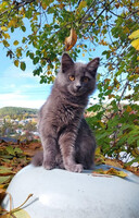 Собаки и кошки в добрые руки