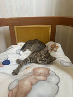 Собаки и кошки в добрые руки