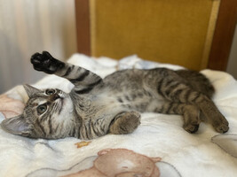 Собаки и кошки в добрые руки