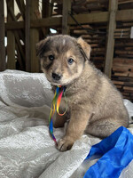 Собаки и кошки в добрые руки