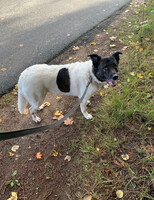 Собаки и кошки в добрые руки