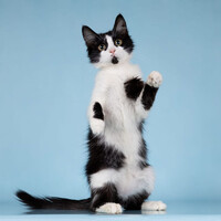 Собаки и кошки в добрые руки