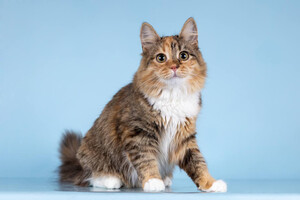 Собаки и кошки в добрые руки