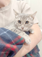 Собаки и кошки в добрые руки