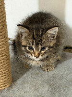 Собаки и кошки в добрые руки