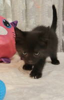 Собаки и кошки в добрые руки