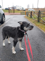 Собаки и кошки в добрые руки