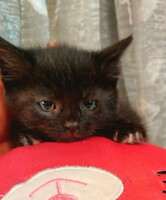 Собаки и кошки в добрые руки