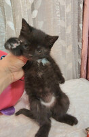 Собаки и кошки в добрые руки