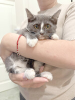 Собаки и кошки в добрые руки