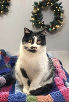 Собаки и кошки в добрые руки